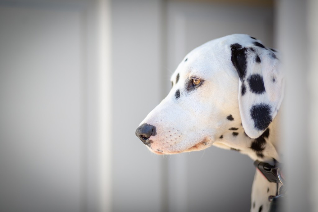 dalmatian