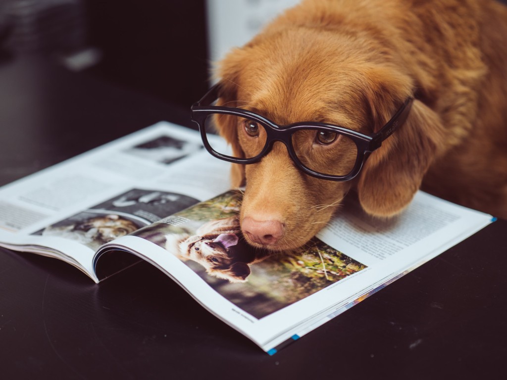 dog and dog in book