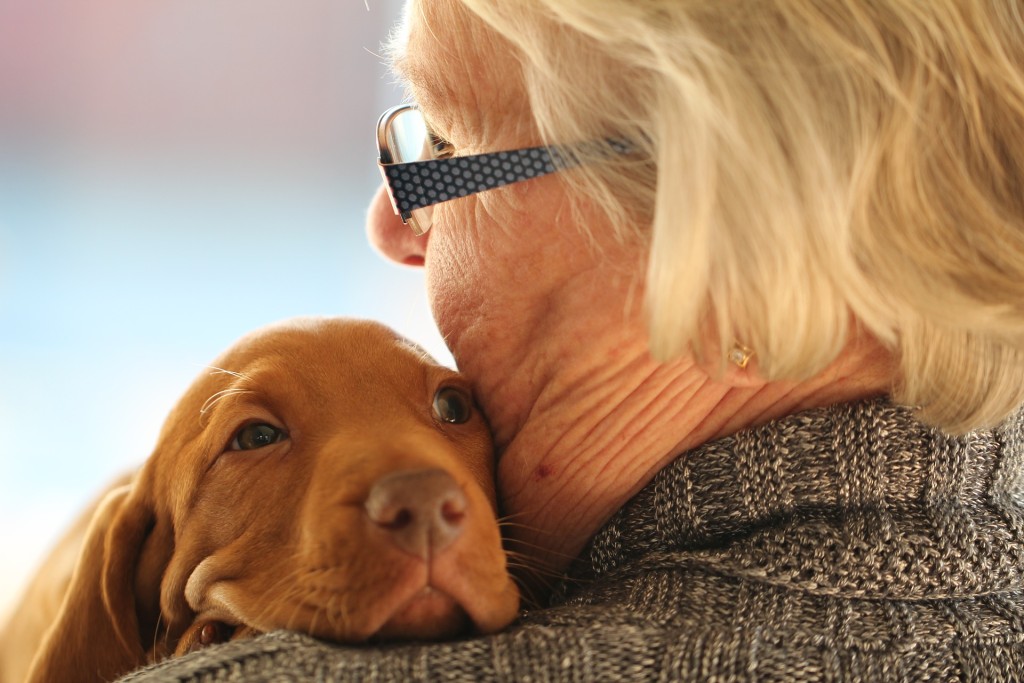 dog and elder