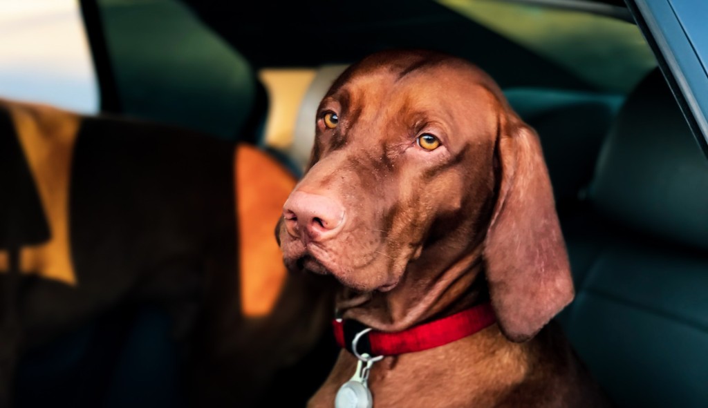 dog in car