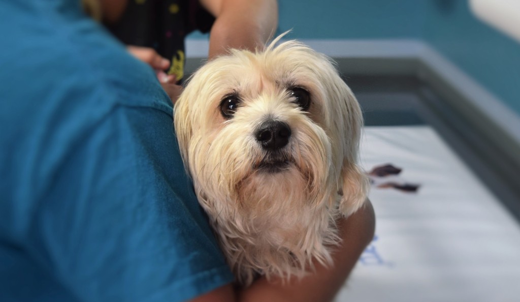 dog in clinic