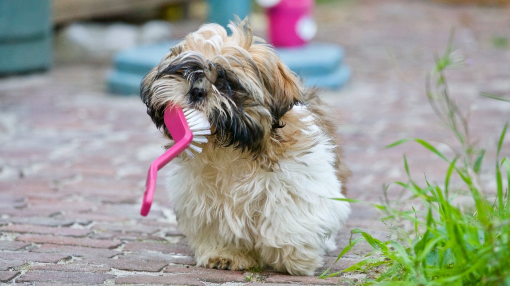 dog and brush