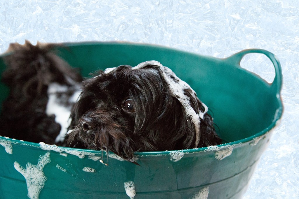 dog in bath