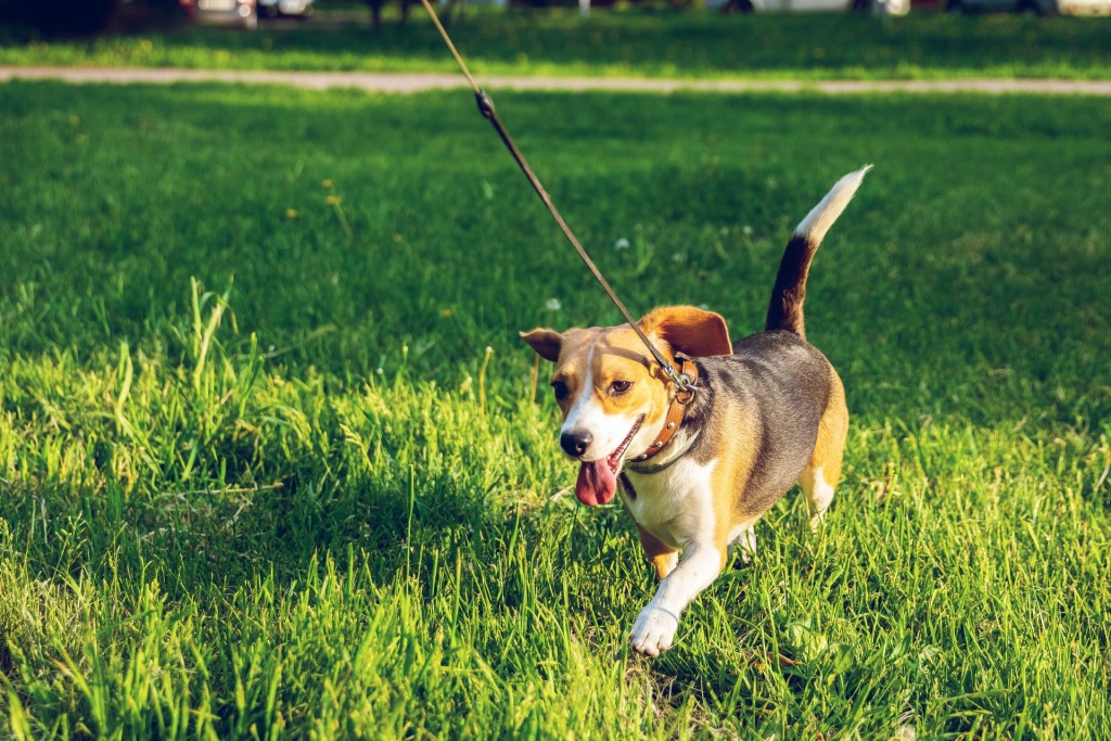 dog on leash