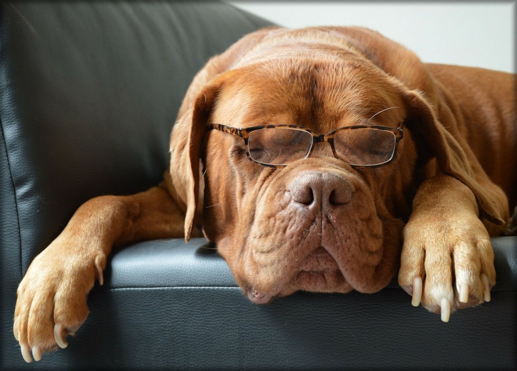 dog with glasses