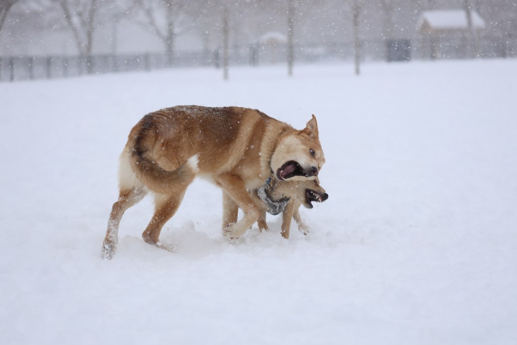 dogs playing on snow