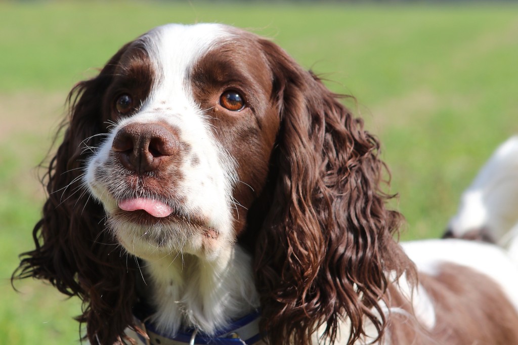 english spaniel