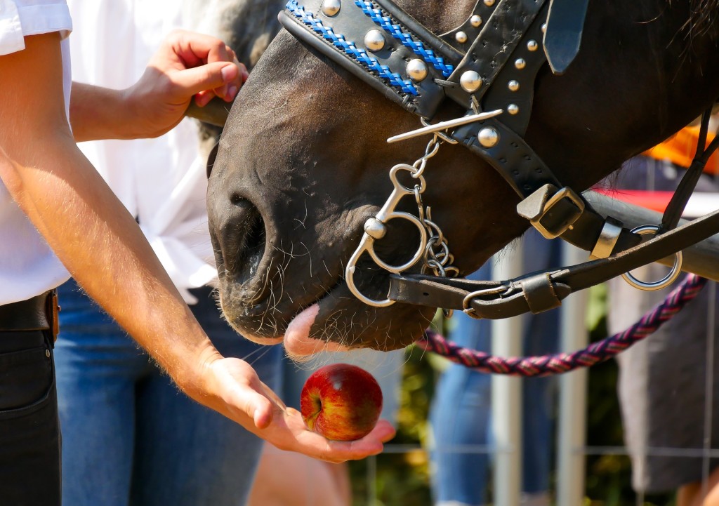 feed horse