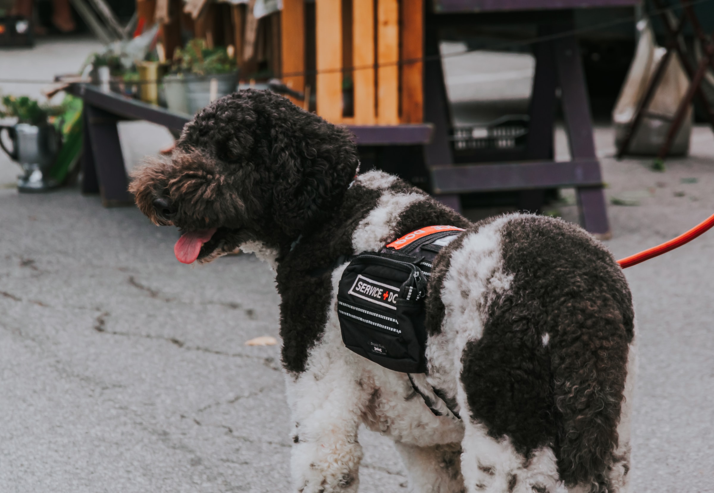 service dog build a bear