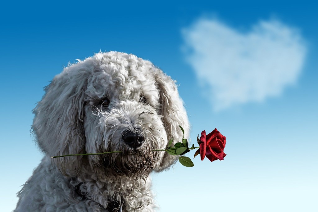 valentines dog