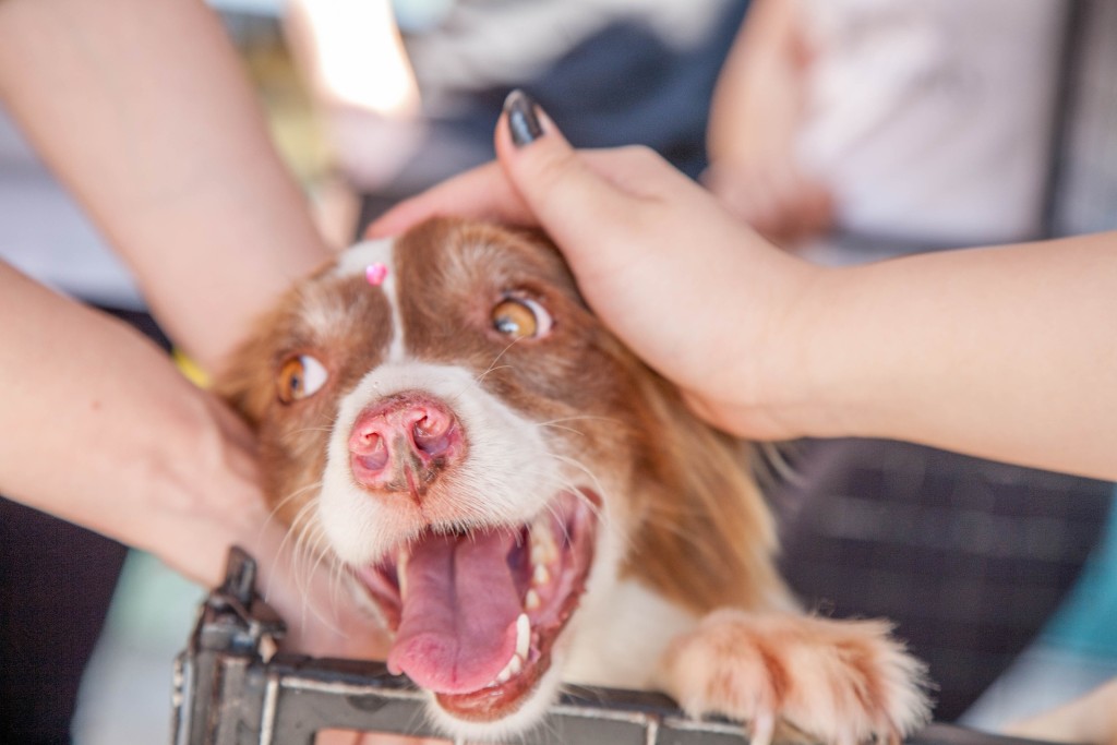 California Shelter Reintroduces Volunteer Program After Facing