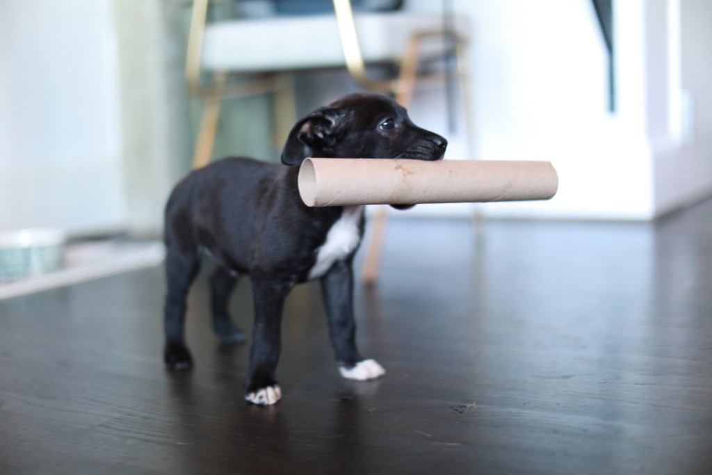 black lab on training