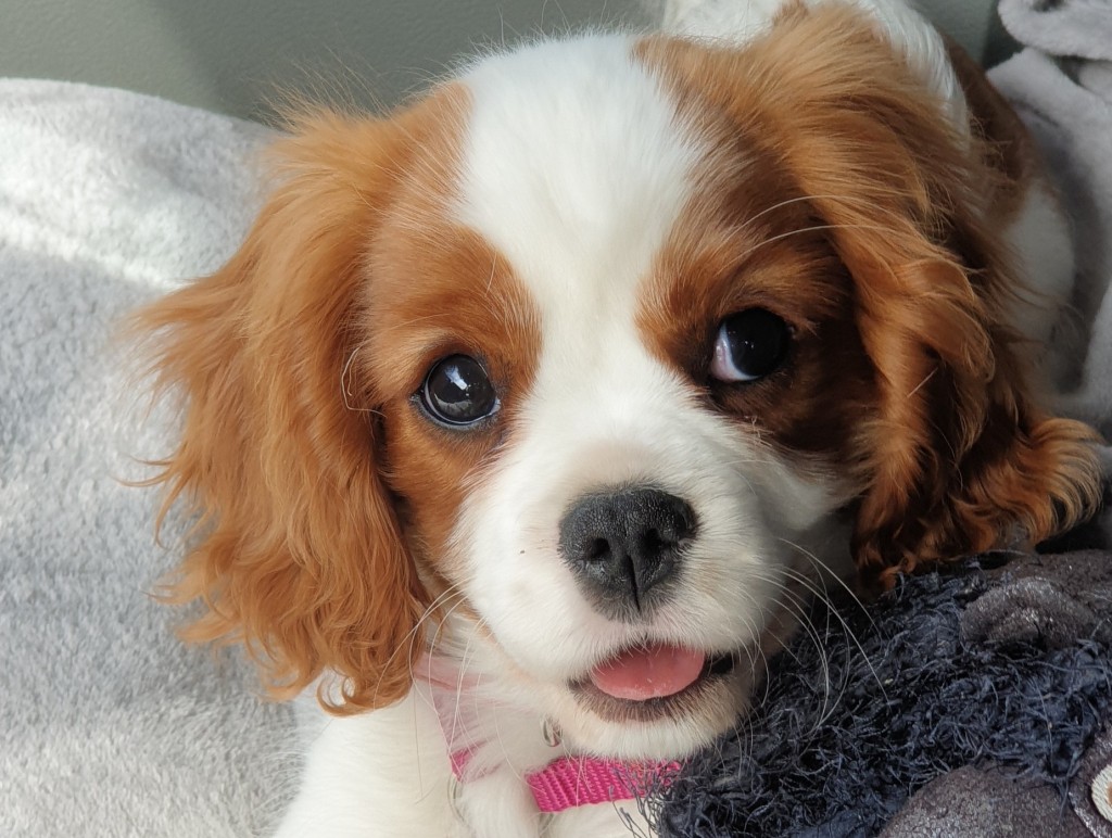 cavalier king charles spaniel