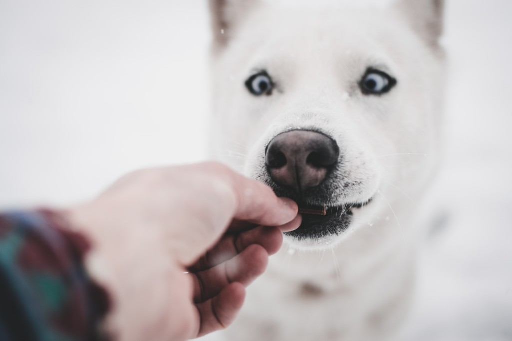 derp dog being fed