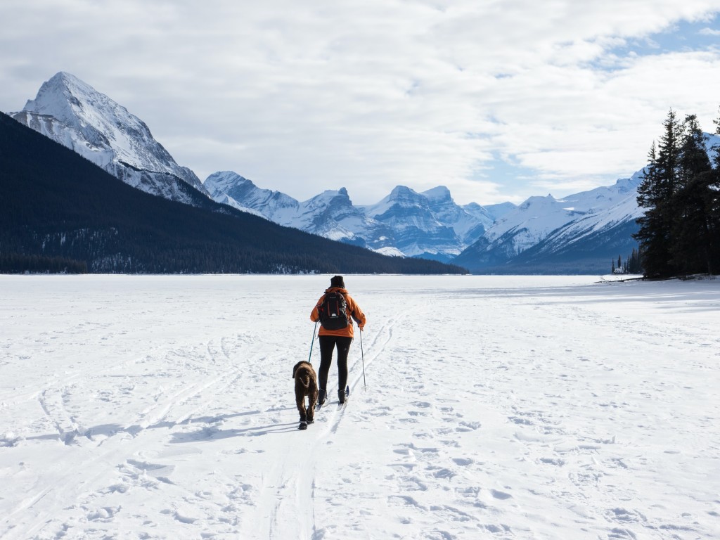 dog ski