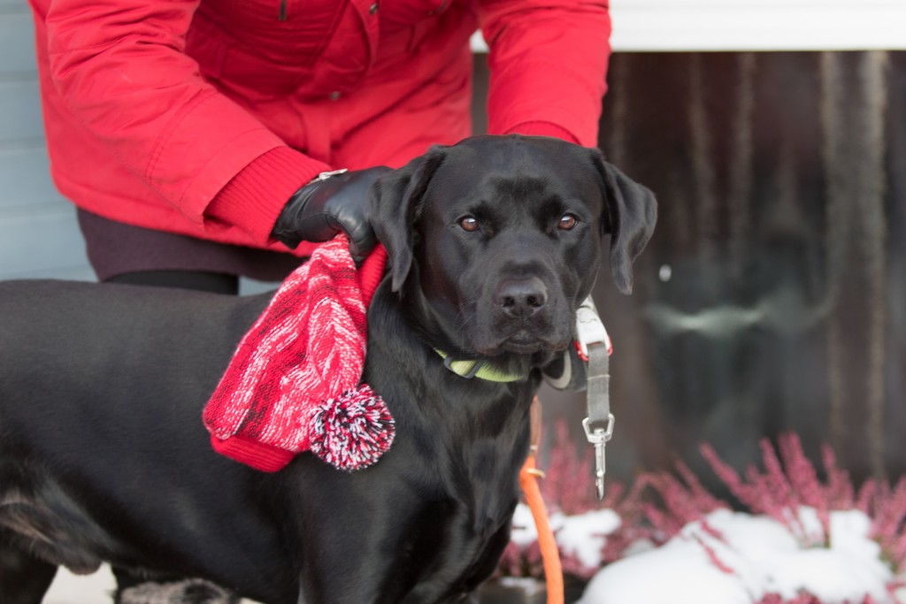 labrador dog on training