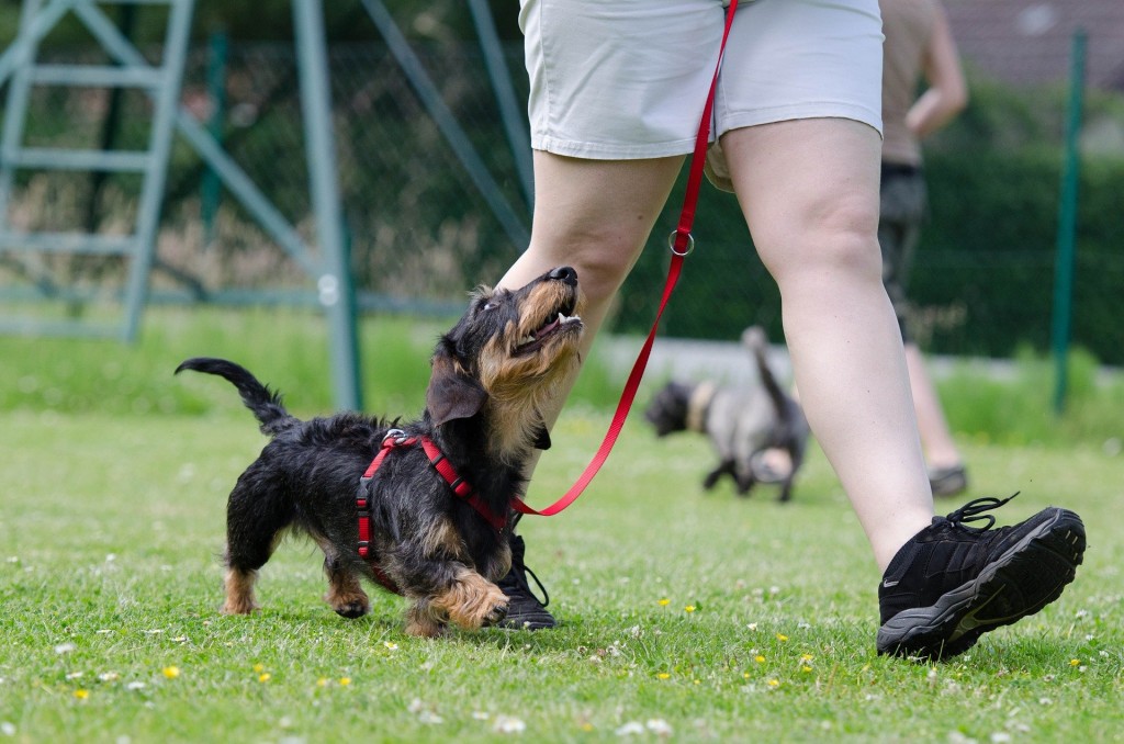 walking a dog