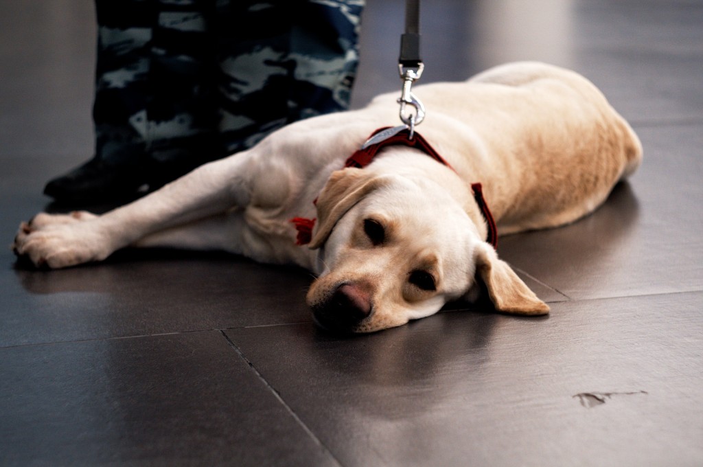 dog at airport