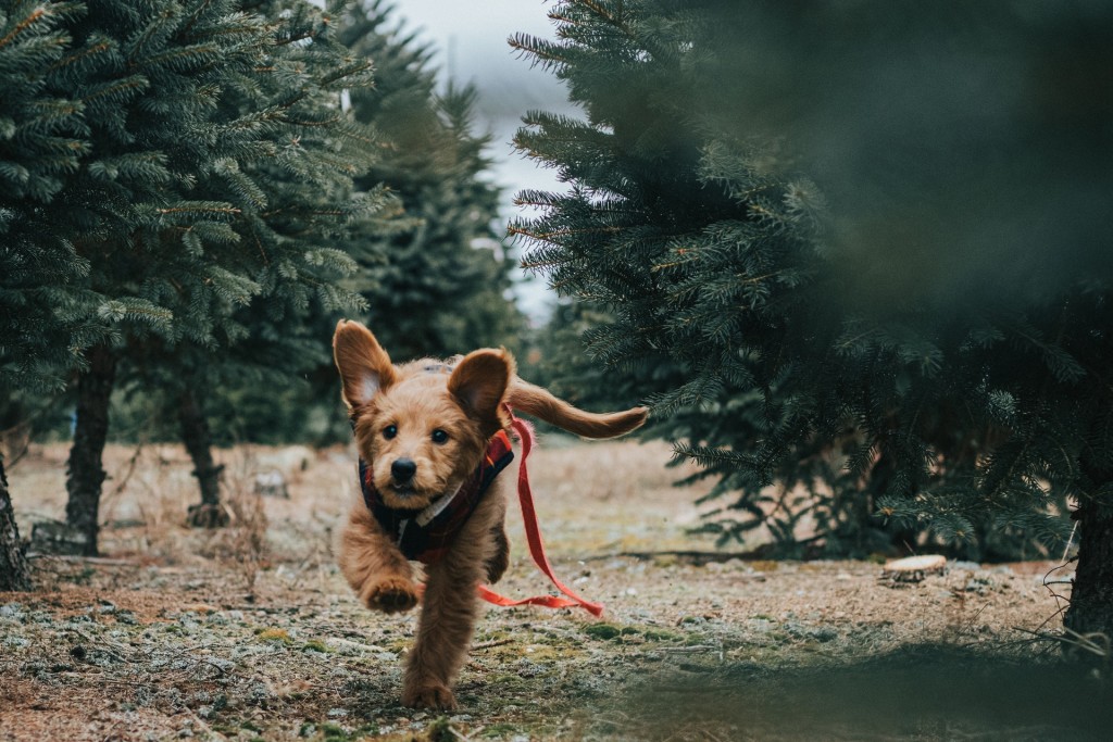 a dog on the run