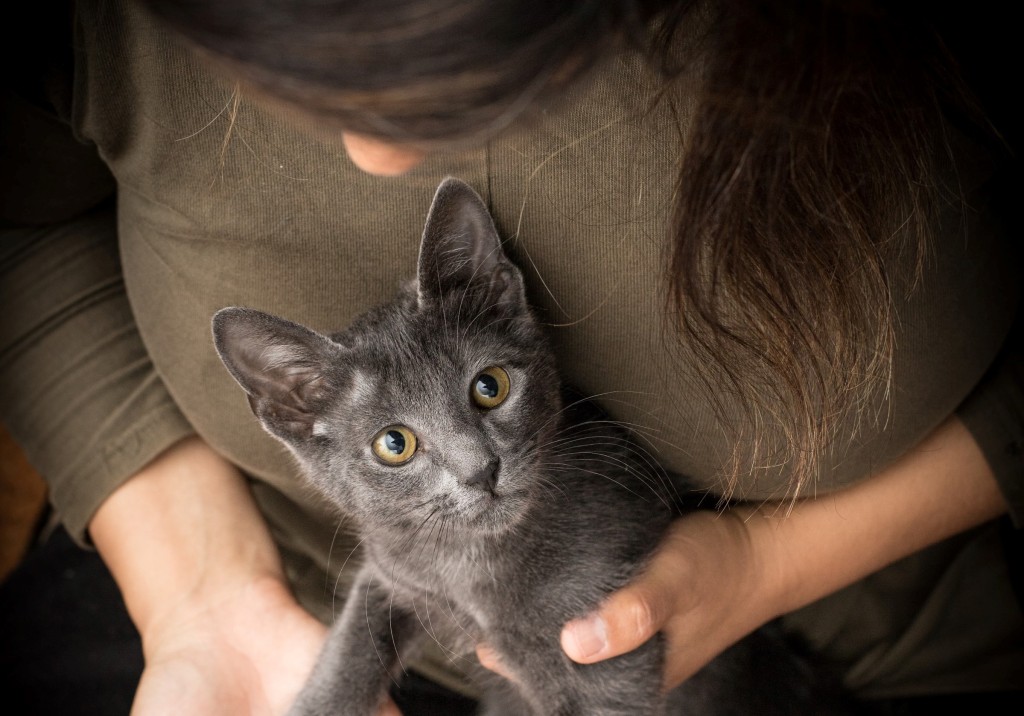 cat snuggle