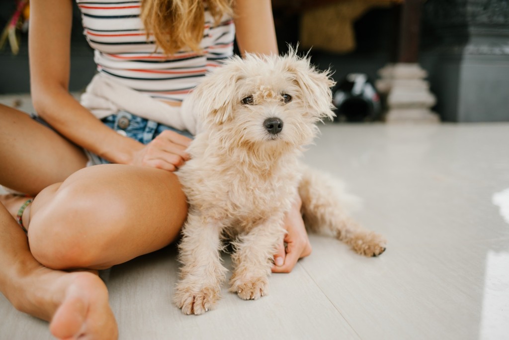 cute diabetic alert dog