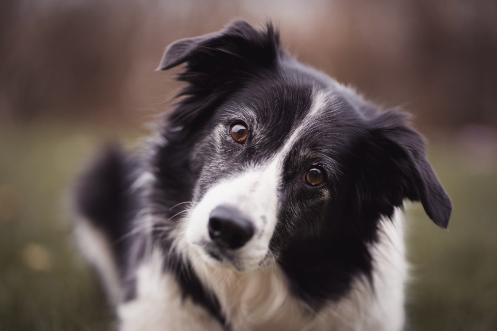 border collie