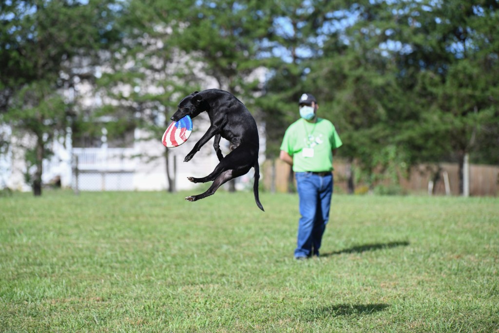 dog competition