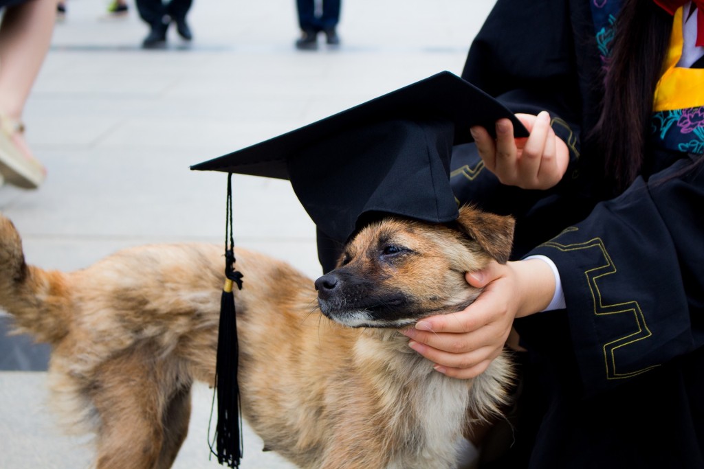 graduating dog