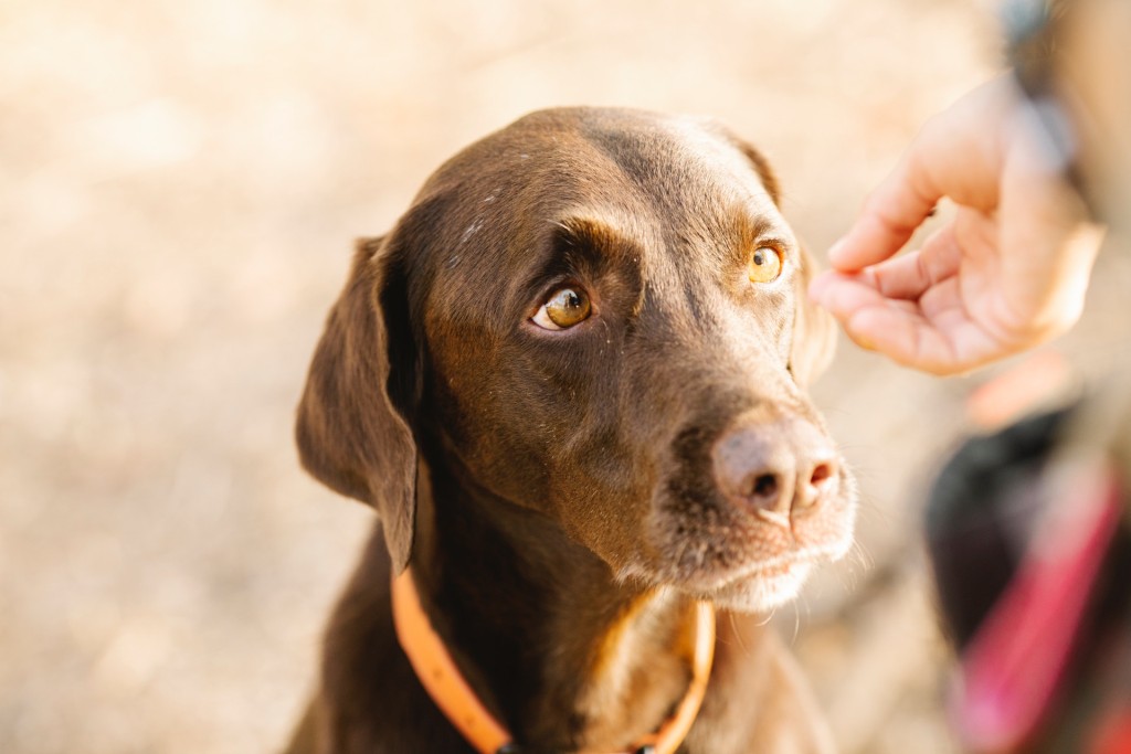 brown lab