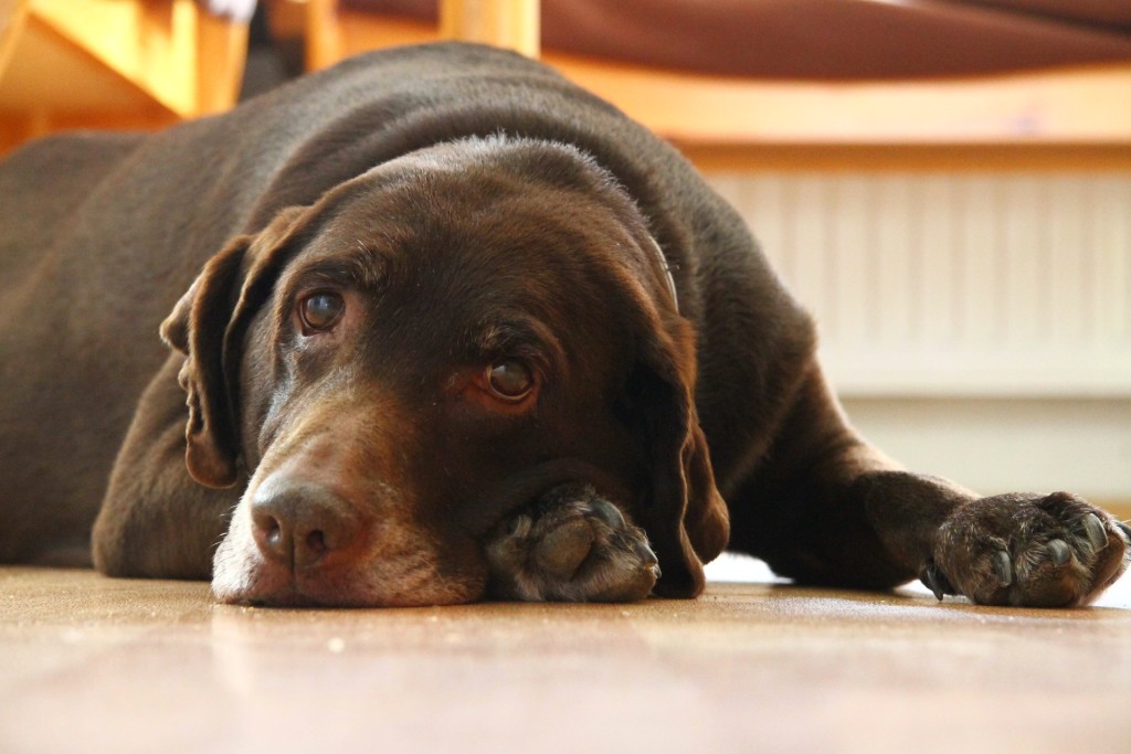 brown lab