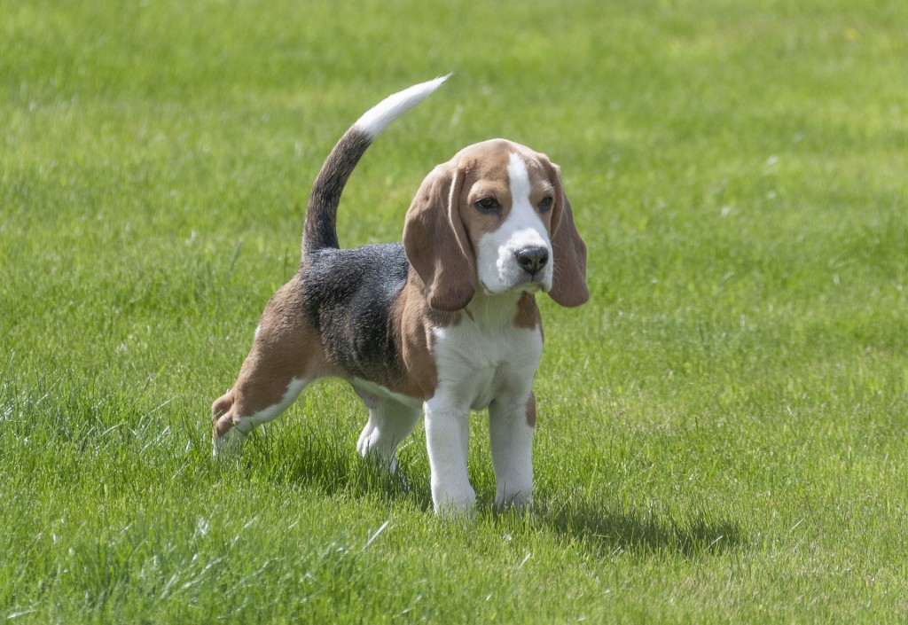 cute beagle