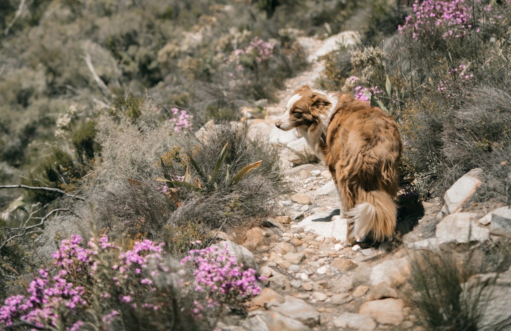 dog in kabul