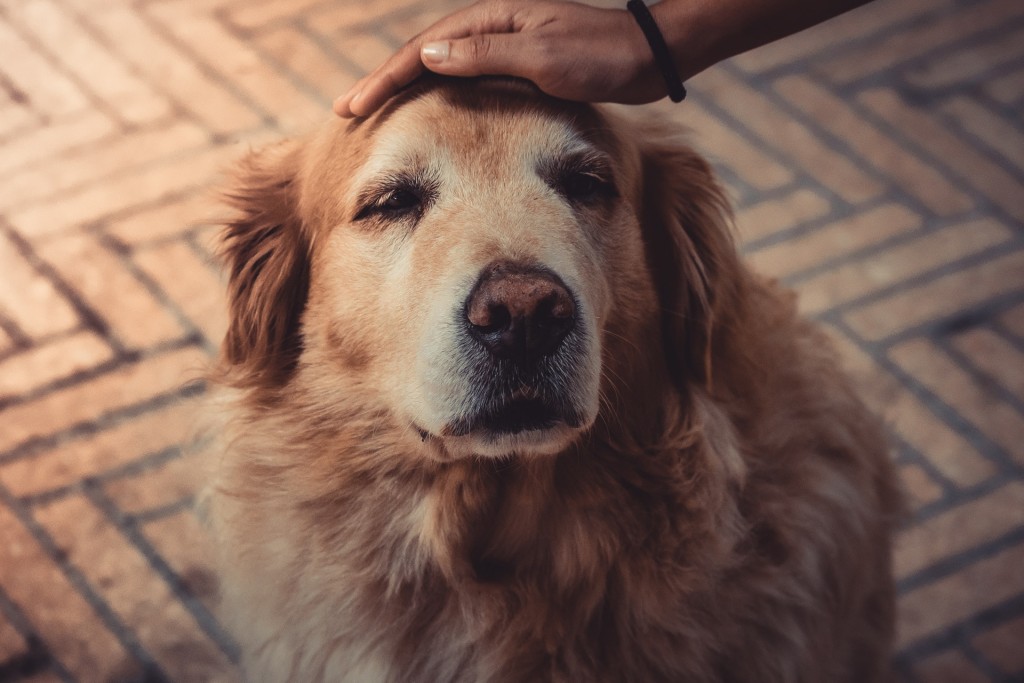 golden retriever pat