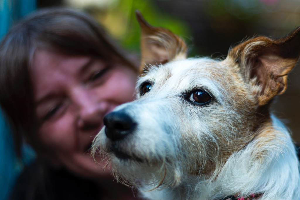 therapy dog