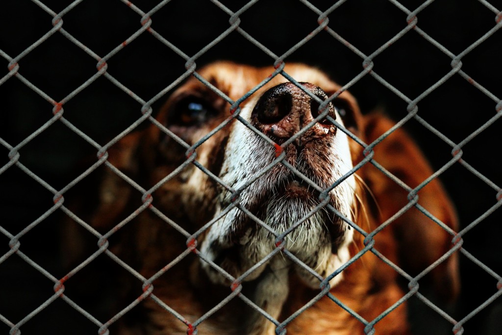 dog in shelter