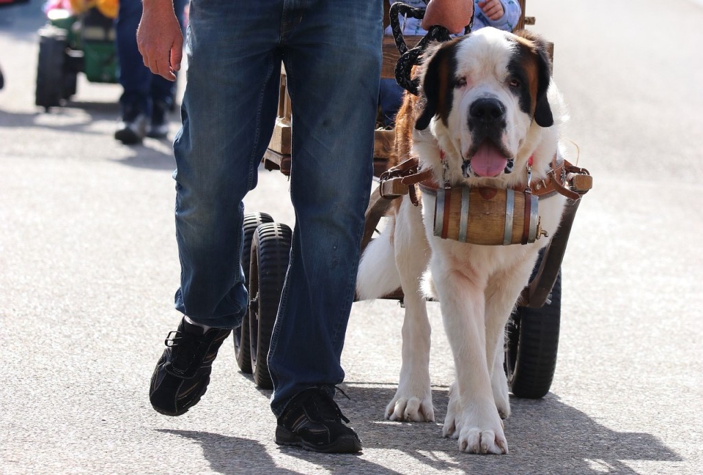 dog parade