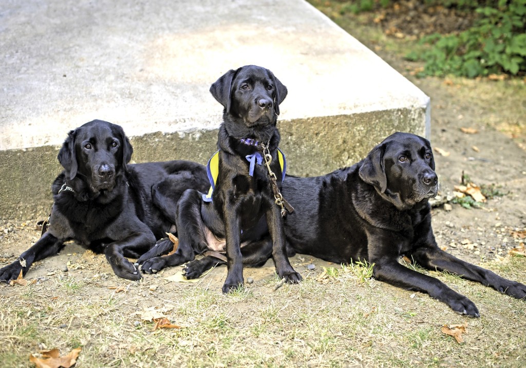 service doggos