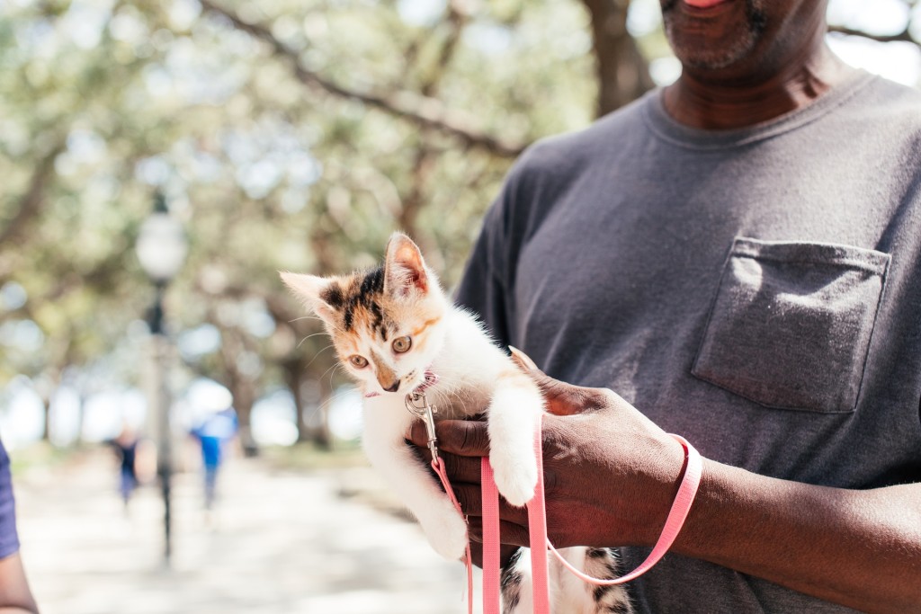 cat on leash