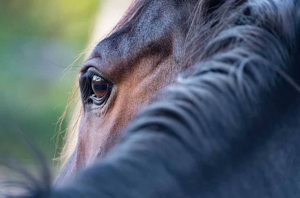 5 Things You've Always Wondered About Miniature Horses