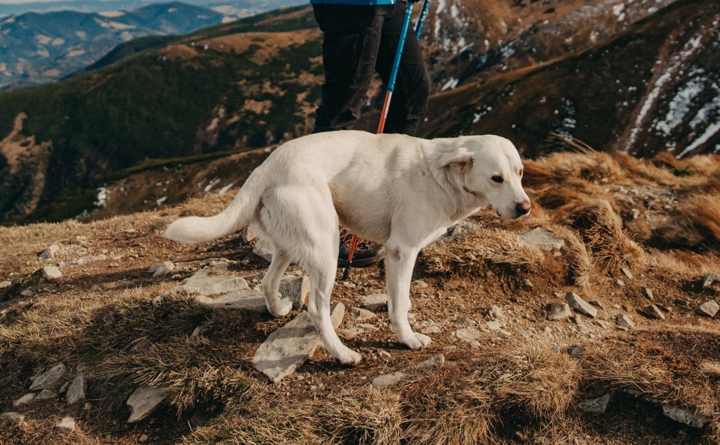 travelling dog