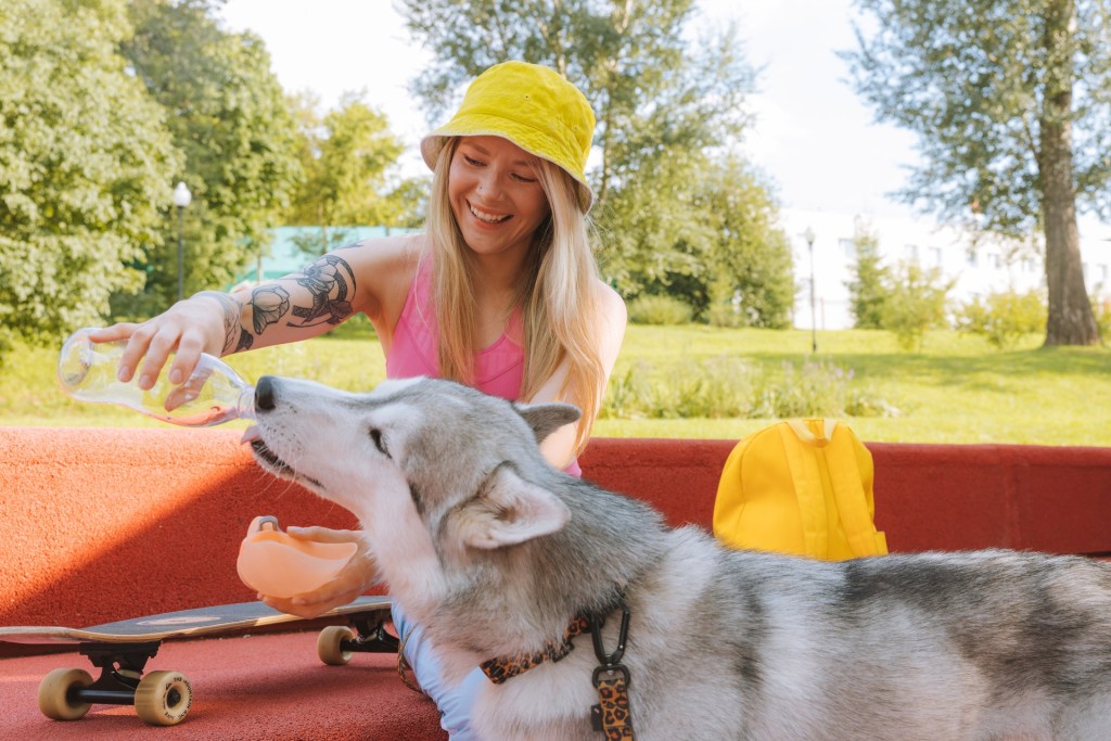 dog drinking