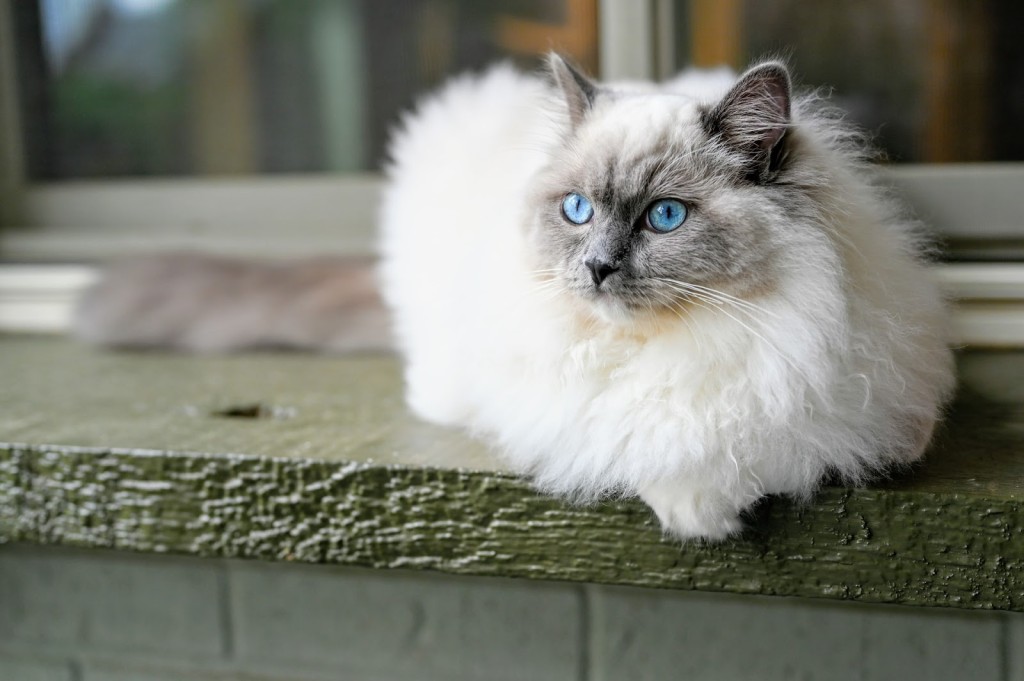 ragdoll