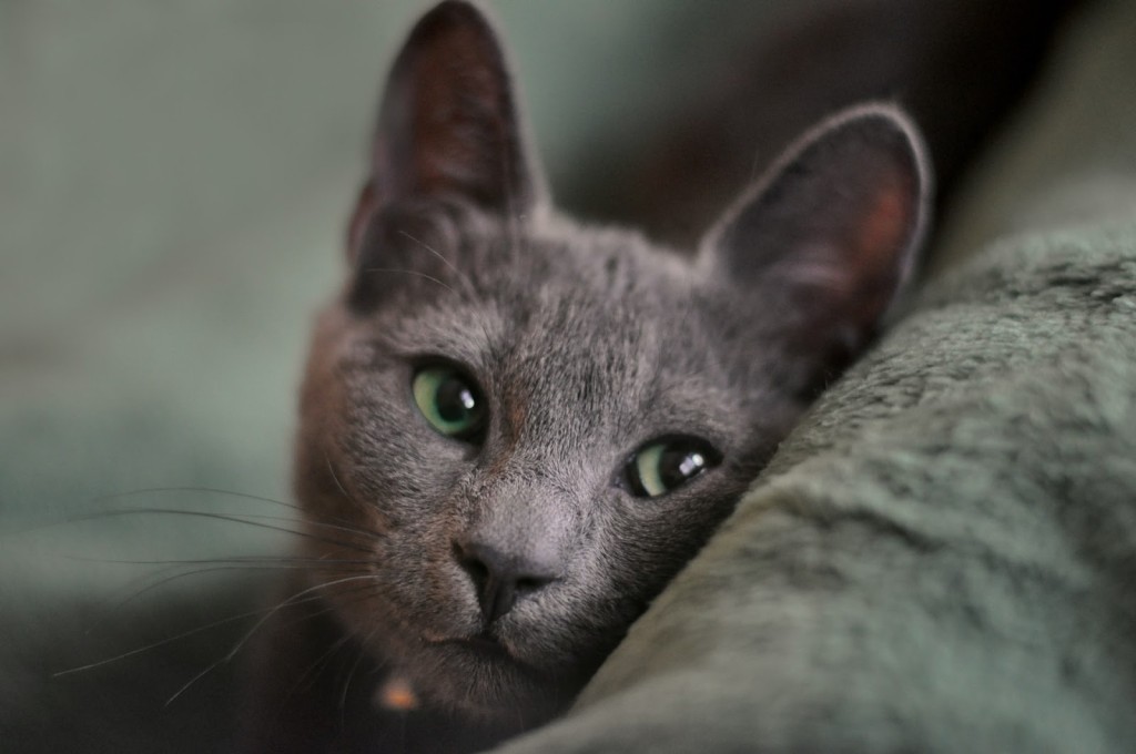 russian blue