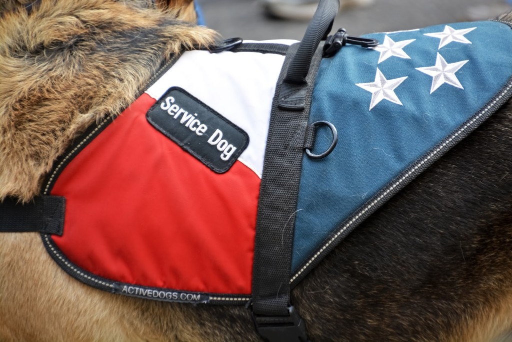 service dogs facts