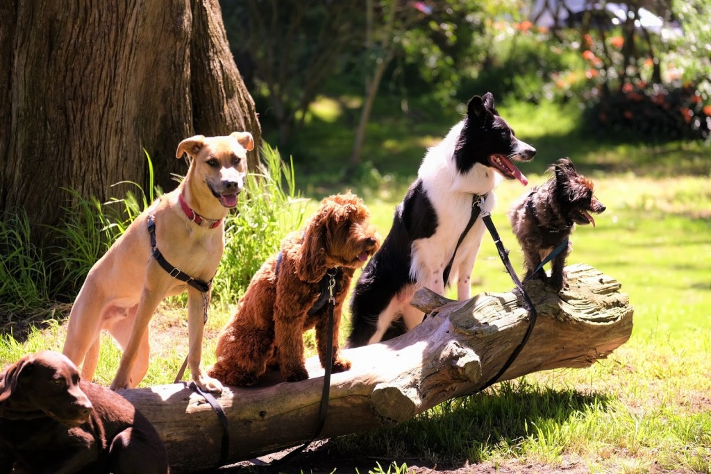 hearing dog training