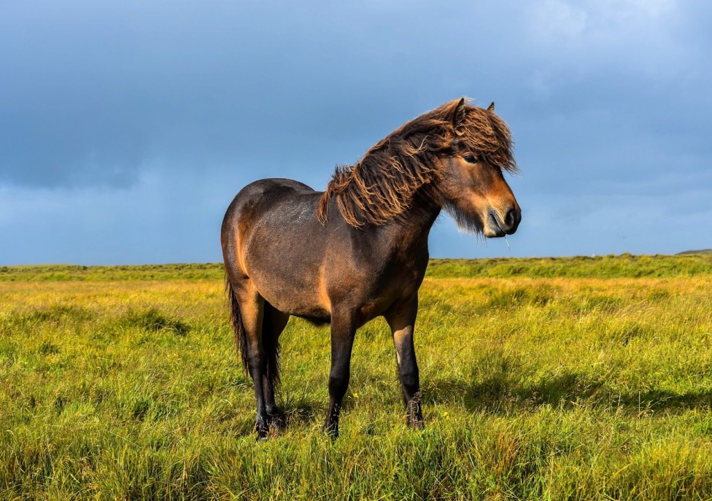 miniature horses