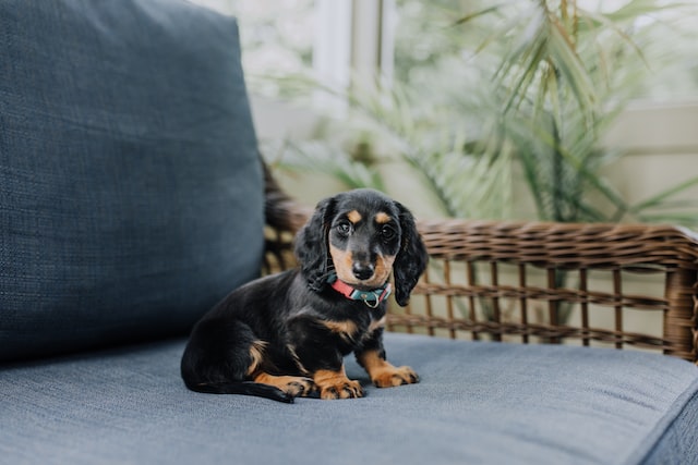 are shih tzus good emotional support dogs