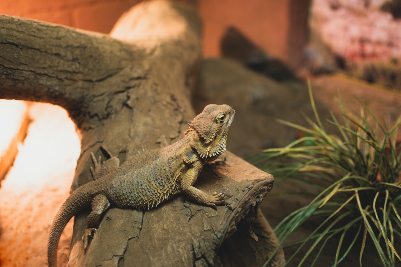 Bearded Dragons as Emotional Support Pets: What You Should Know