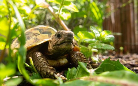 Can a Tortoise Be an Emotional Support Pet?Service Animal Registry of ...